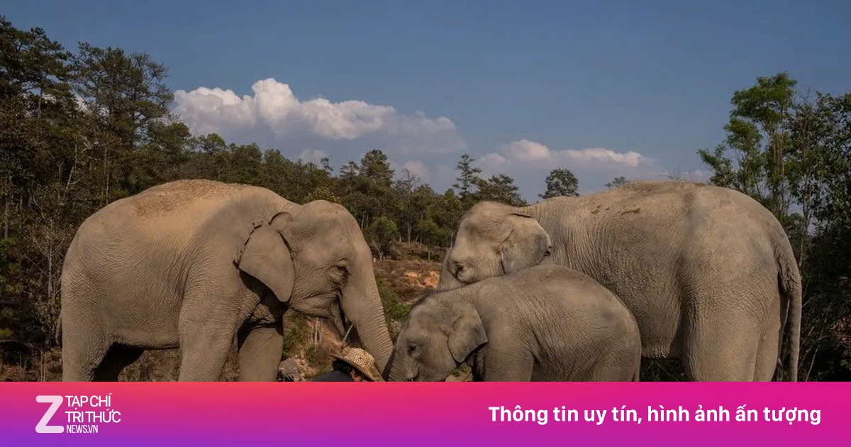 Nơi 'nghỉ hưu' của voi cõng khách ở Thái Lan