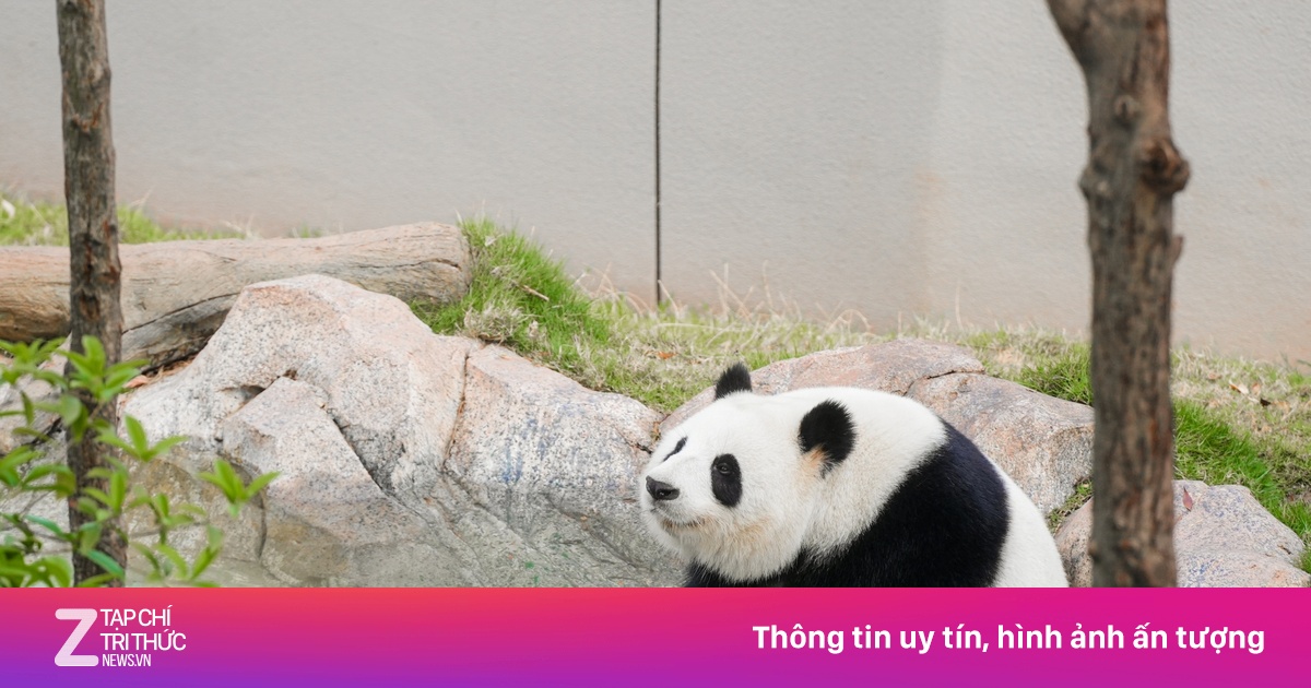 Tháng 6 xem gấu trúc, ngắm nước xanh màu ngọc ở Tứ Xuyên