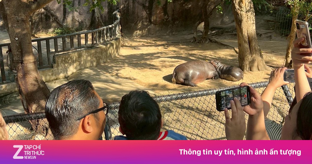 Ước mơ cuối đời của cậu bé bên hà mã lùn Moo Deng