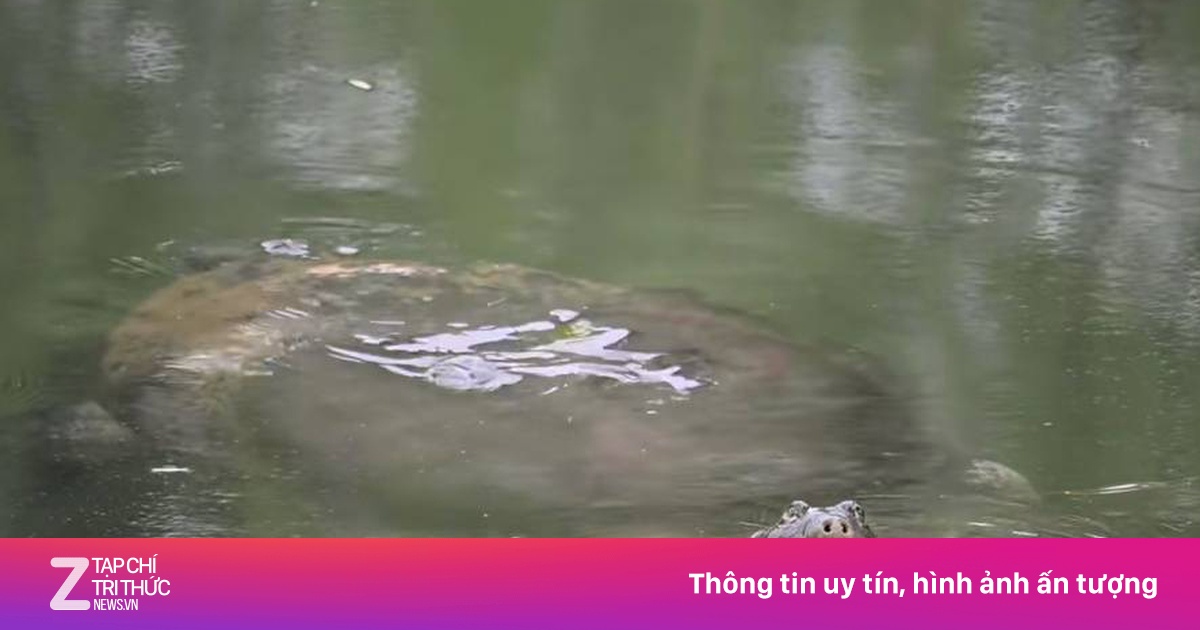 Việt Nam có thể là nơi trú ẩn cuối của loài rùa quý nhất Trung Quốc