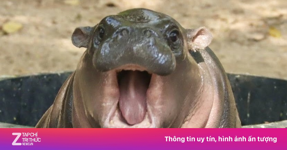 Sinh nhật 1 tuổi của 'ngôi sao' hà mã Moo Deng