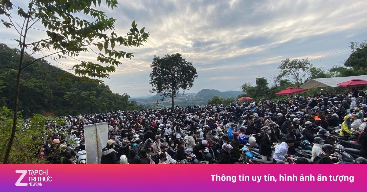 Ba Vì lại đông nghẹt từ 4h sáng mùa hoa dã quỳ