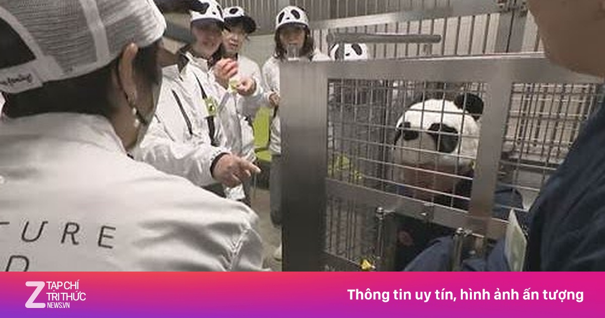 Nhân viên công viên Nhật Bản đóng giả gấu trúc 'níu kéo' khách du lịch