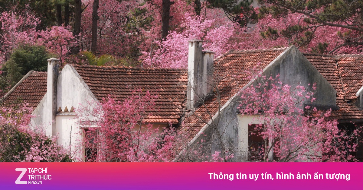 Mai anh đào Đà Lạt vào mùa đẹp nhất năm
