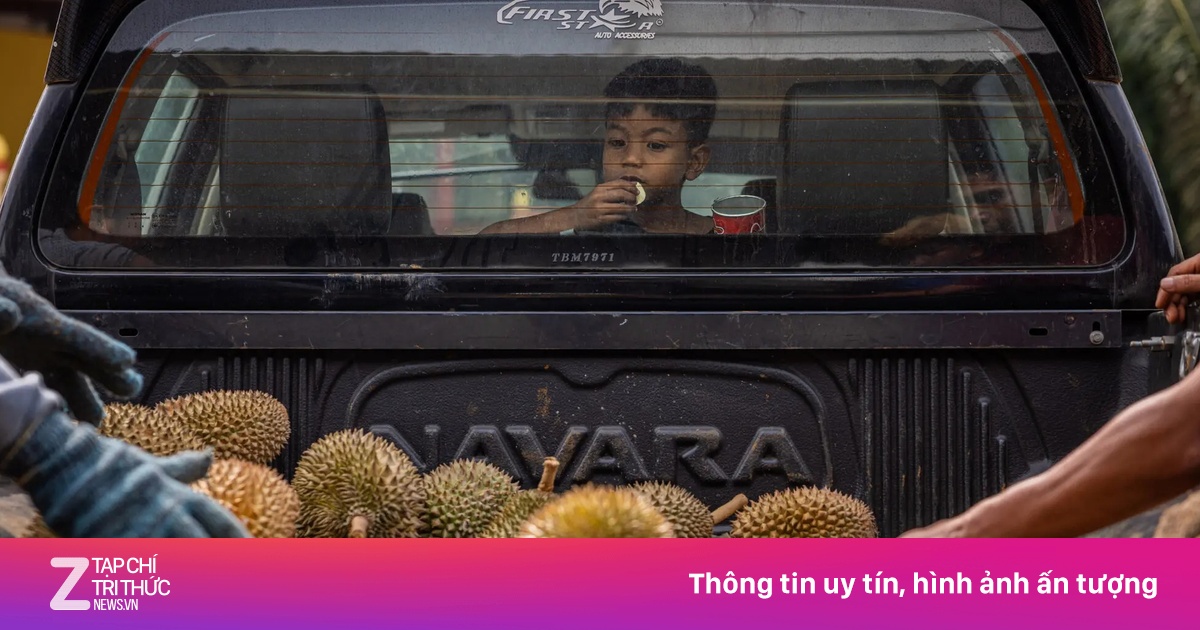 Khách Trung đổi khẩu vị, sầu riêng Malaysia tồn kho, chất đống