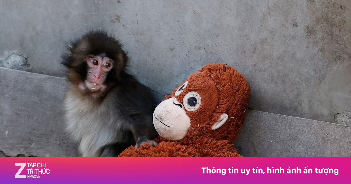 Khỉ Punch được quan tâm nhưng đồng loại không may mắn như vậy