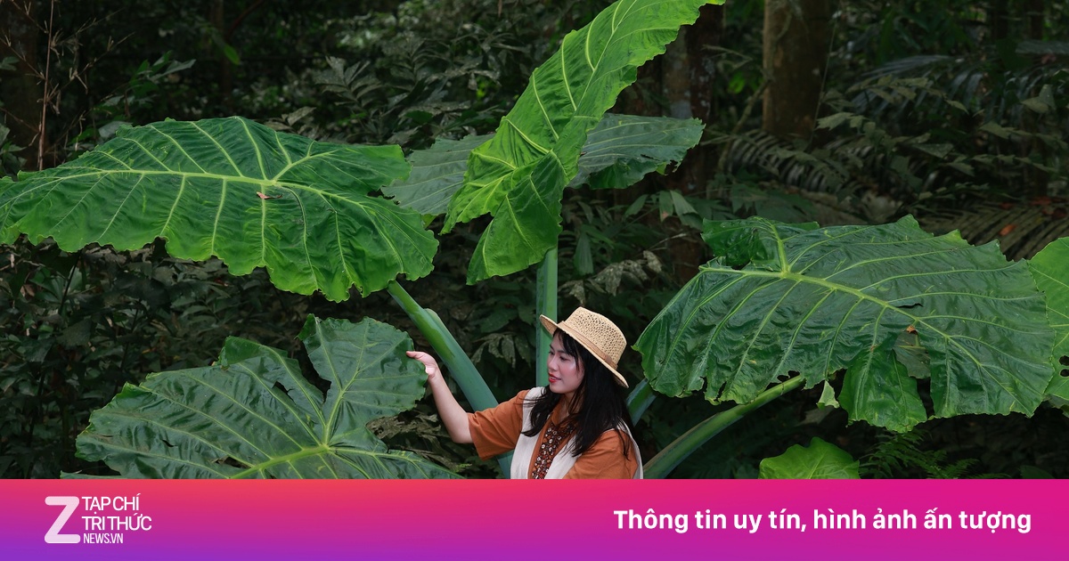 Xếp hàng, ùn tắc khách chụp ảnh bụi ráy khổng lồ ở VQG Cúc Phương