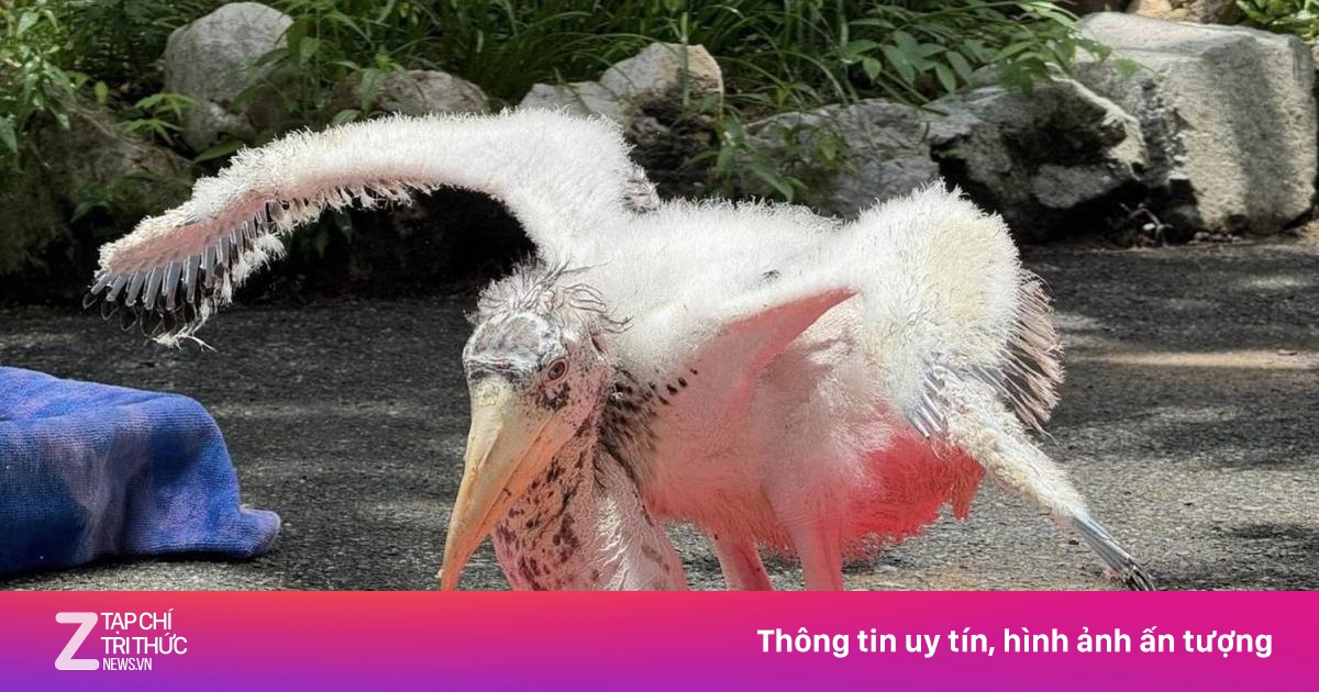 Loài cò hiếm được sinh ra ở vườn thú Thái Lan