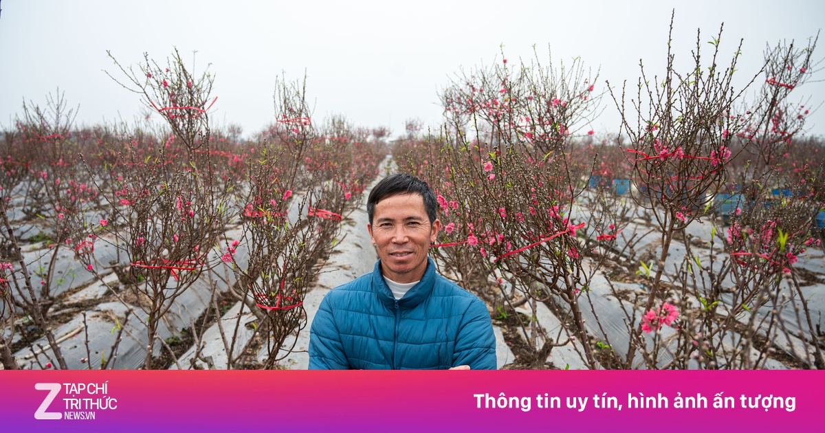 Nông dân trồng đào bước vào mùa quan trọng nhất năm