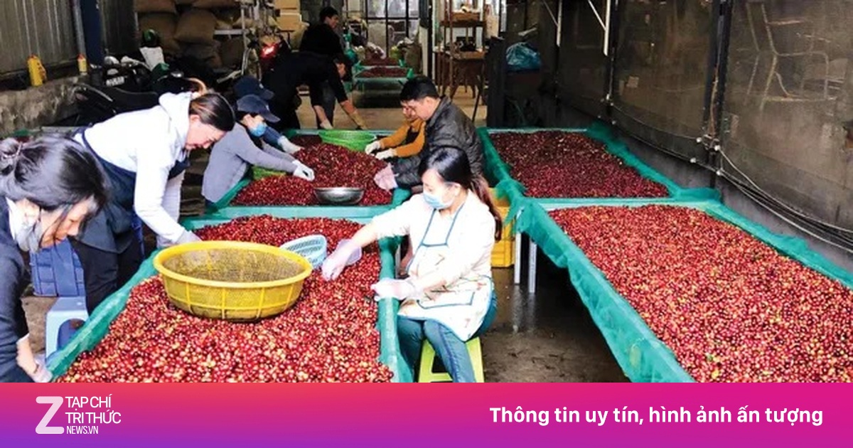 Lý do giá cà phê lao dốc