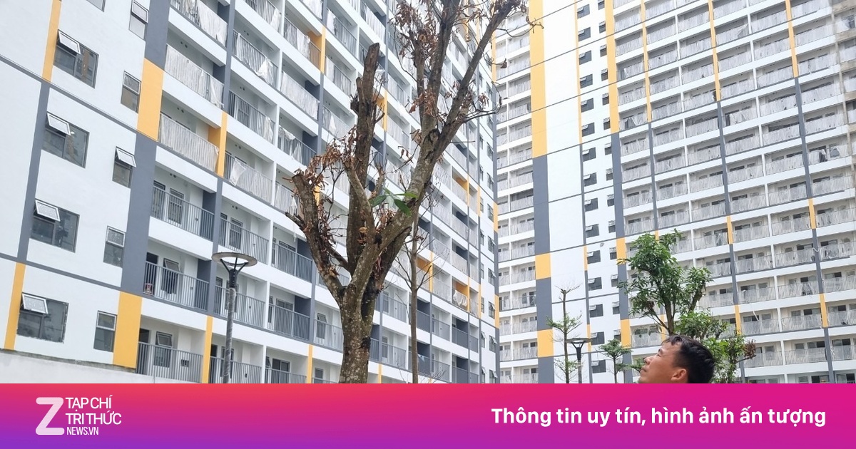 znews.vn