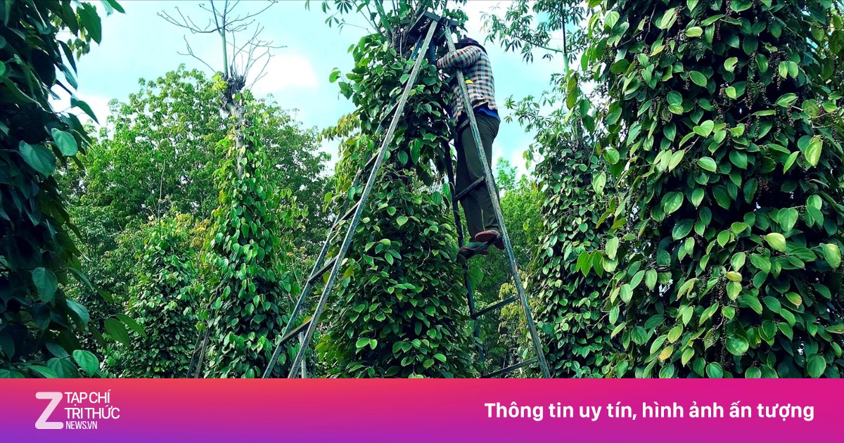 'Đỏ mắt' tìm nhân công hái hồ tiêu ở Đắk Lắk, trái chín rụng đầy vườn