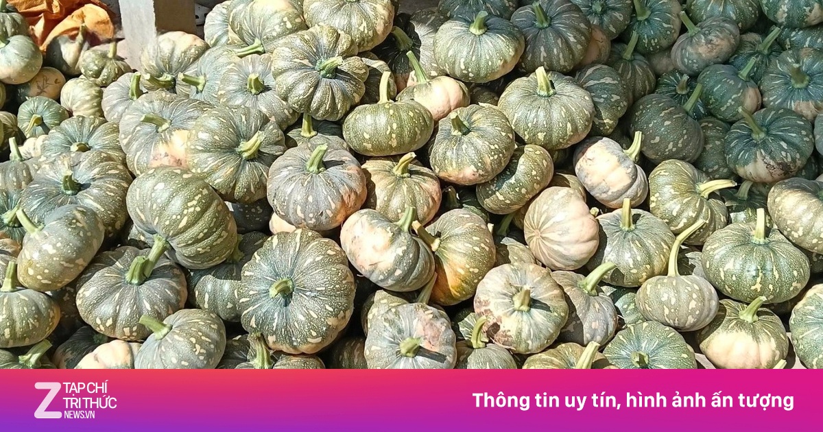 Hàng trăm tấn bí đỏ quá lứa, Hội Nông dân Cà Mau kêu gọi giải cứu