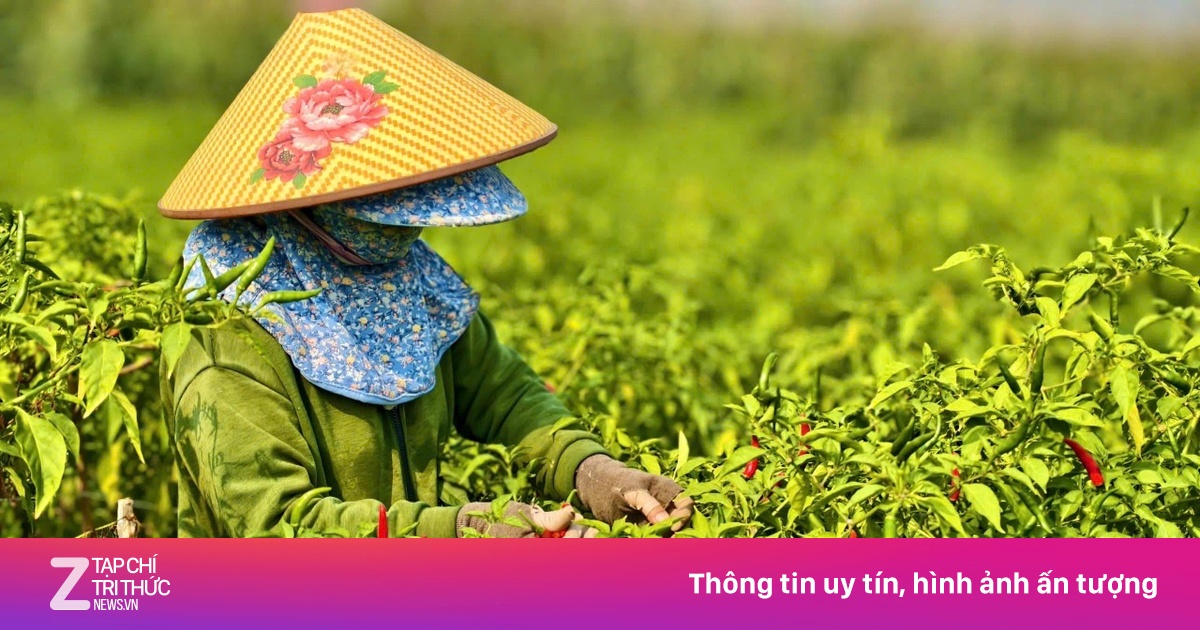 Giá ớt rớt thê thảm, nông dân điêu đứng