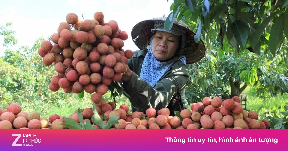 Nghịch lý mùa vải năm nay