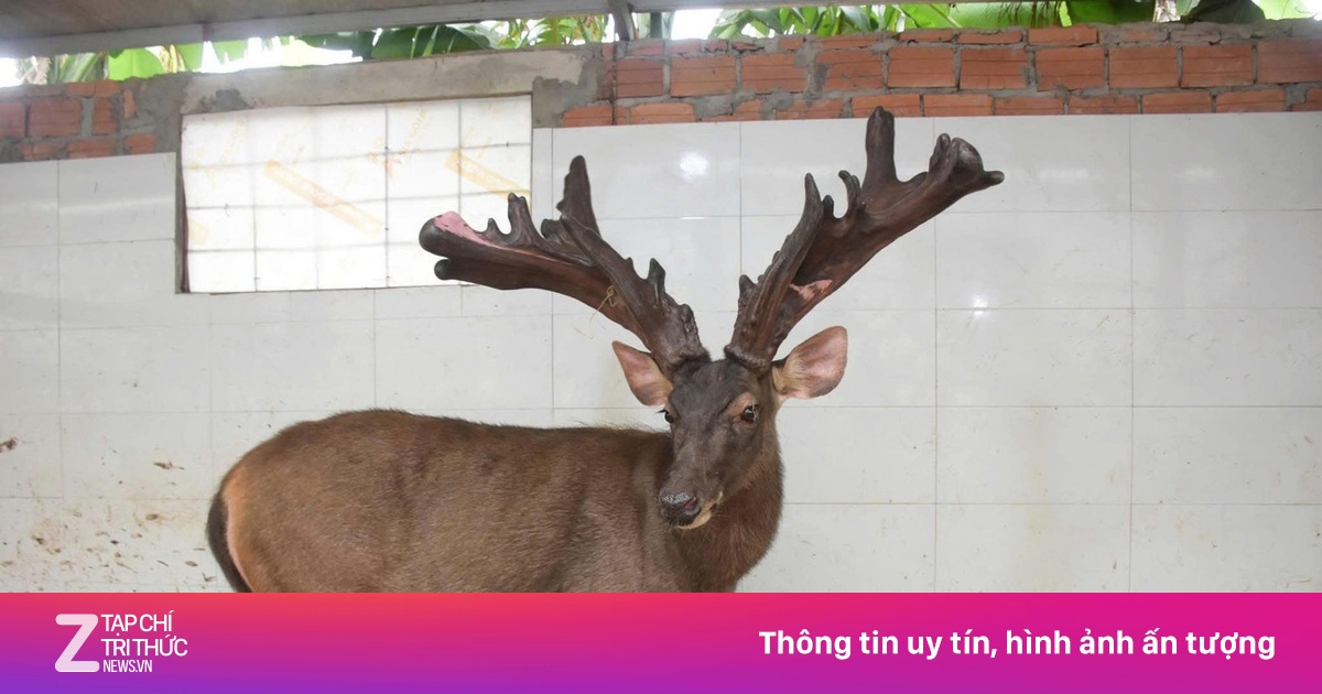 Gây Mê Thu Hoạch Cặp Nhung Nai 'Khủng' Hiếm Có Nặng Hơn 13 Kg Ở Nghệ An