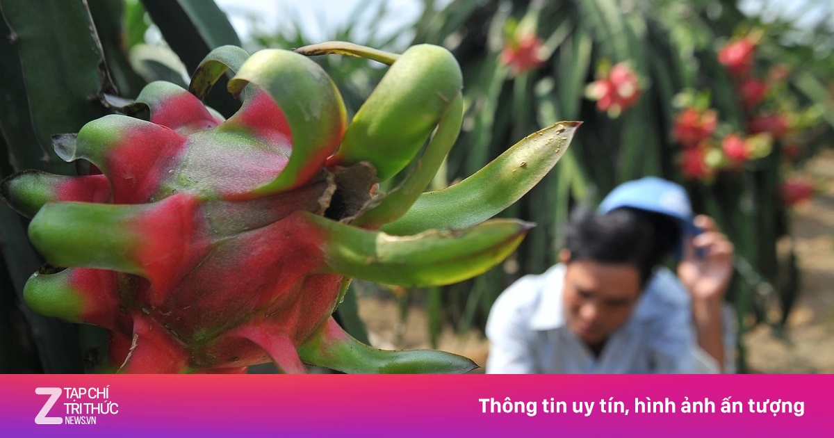 Giá thanh long rớt thảm, 50.000 đồng mua cả chục kg