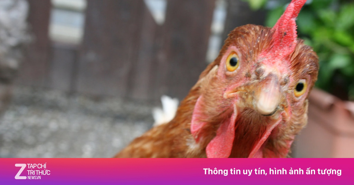 Trút giận lên con gà - Cười - ZNEWS.VN