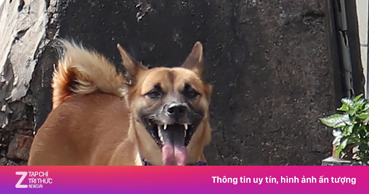 Ám ảnh chó thả rông giữa trung tâm TP.HCM | Znews.vn