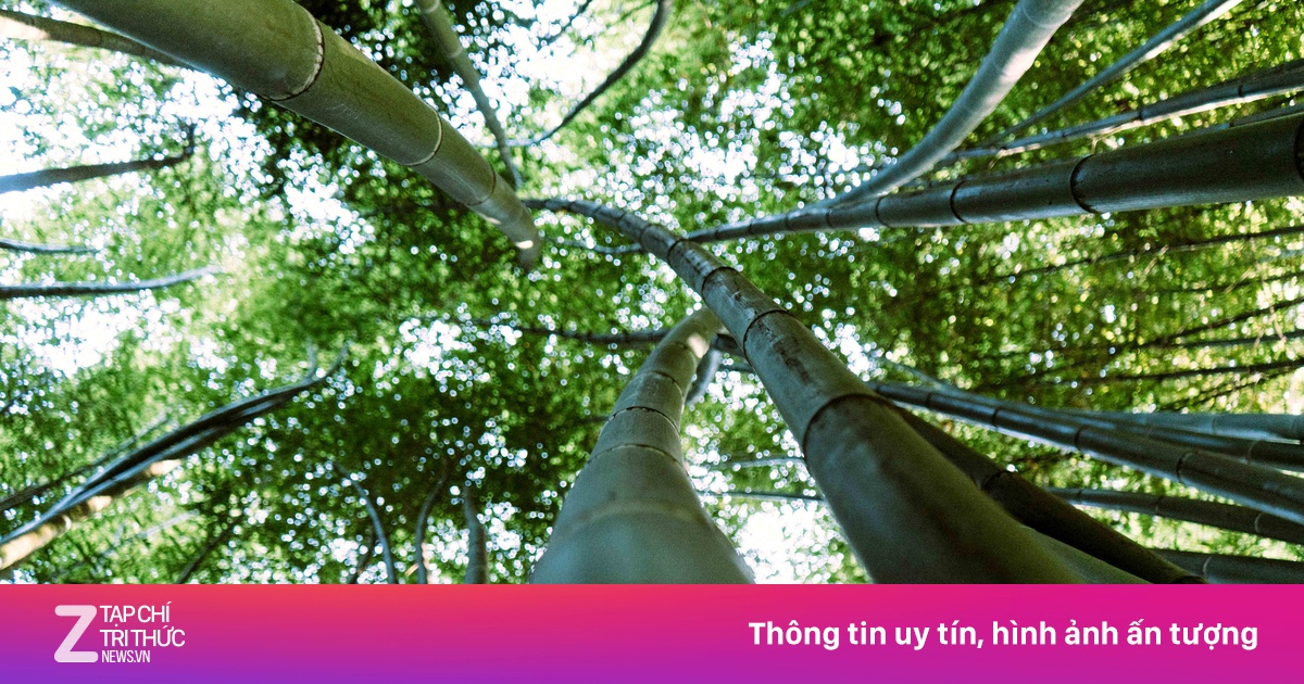 Sự kỳ diệu của cây tre