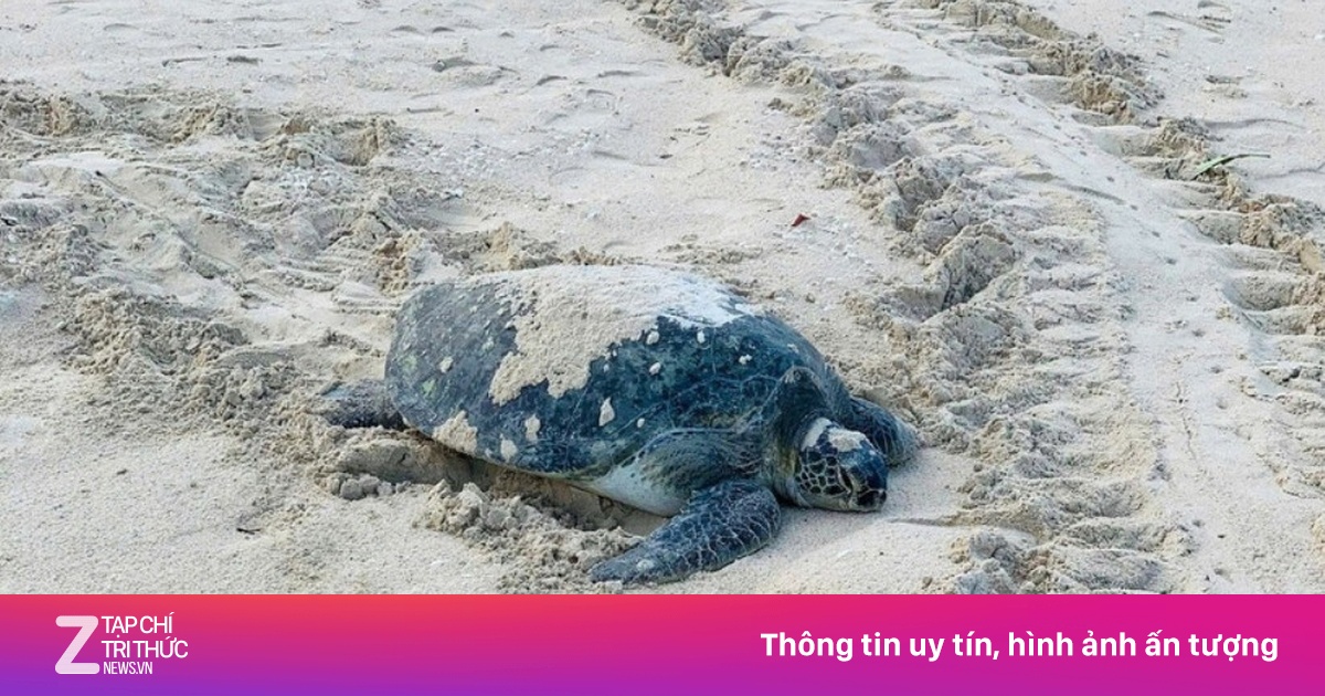 Rùa biển trong Sách Đỏ trở lại đẻ trứng ở bãi biển Hòn Cau
