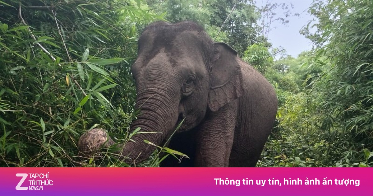 Cảnh báo voi hoang dã xuất hiện ở Đắk Lắk