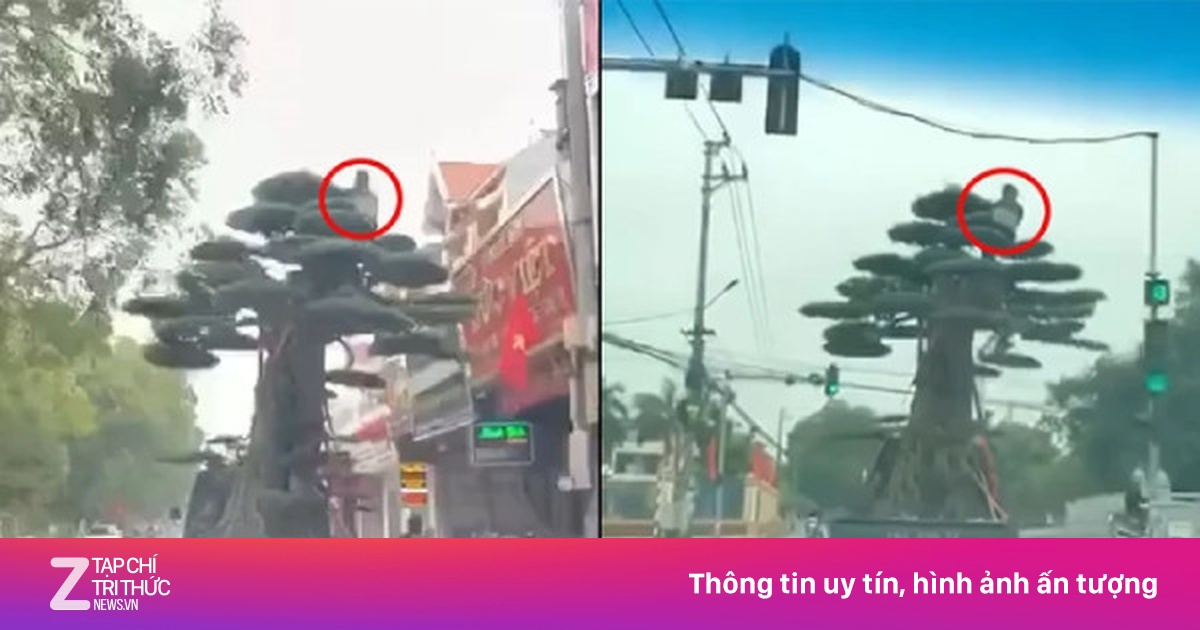 Tài xế xe tải chở cây cảnh cao ngất ngưởng bị phạt 39 triệu đồng