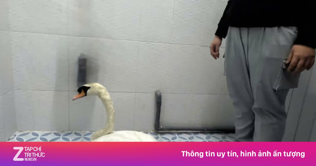 Bắt giữ nghi phạm đột nhập Thảo Cầm Viên Sài Gòn trộm thiên nga trắng