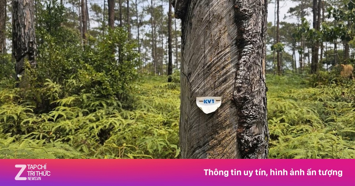 Chuyển gần 83 ha rừng Măng Đen làm đại đô thị nghìn tỷ