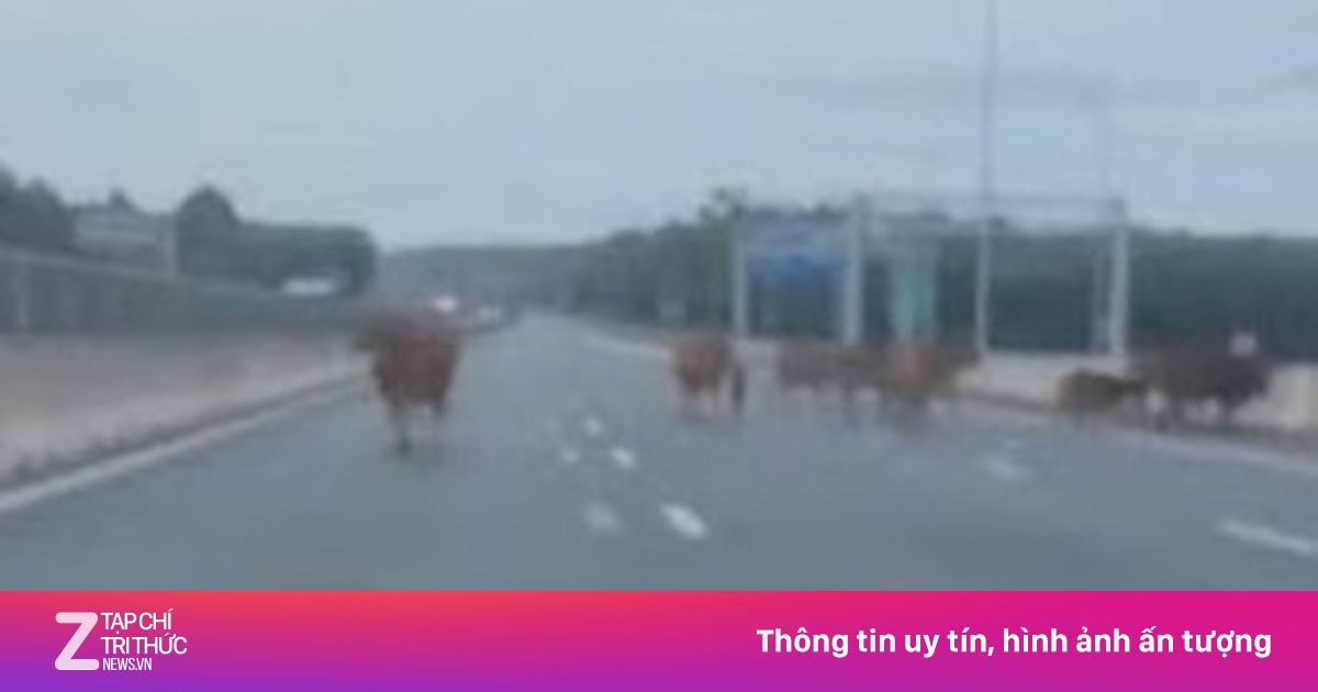 Đàn bò đi vào cao tốc Vạn Ninh - Cam Lộ