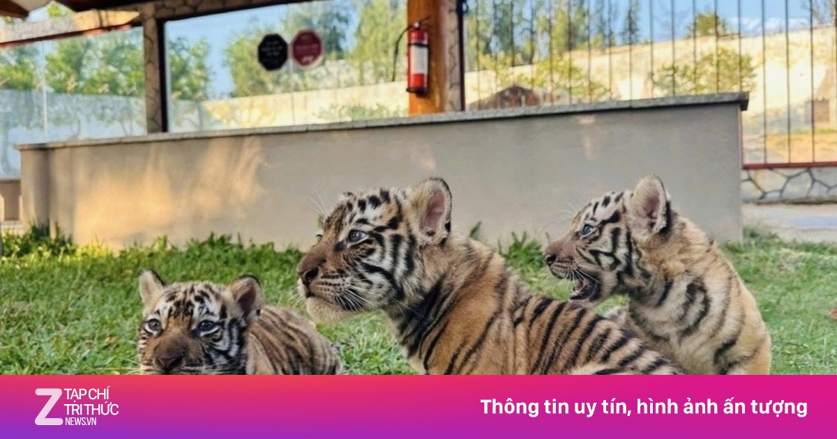 3 con hổ Bengal chào đời trong sở thú ở Gia Lai