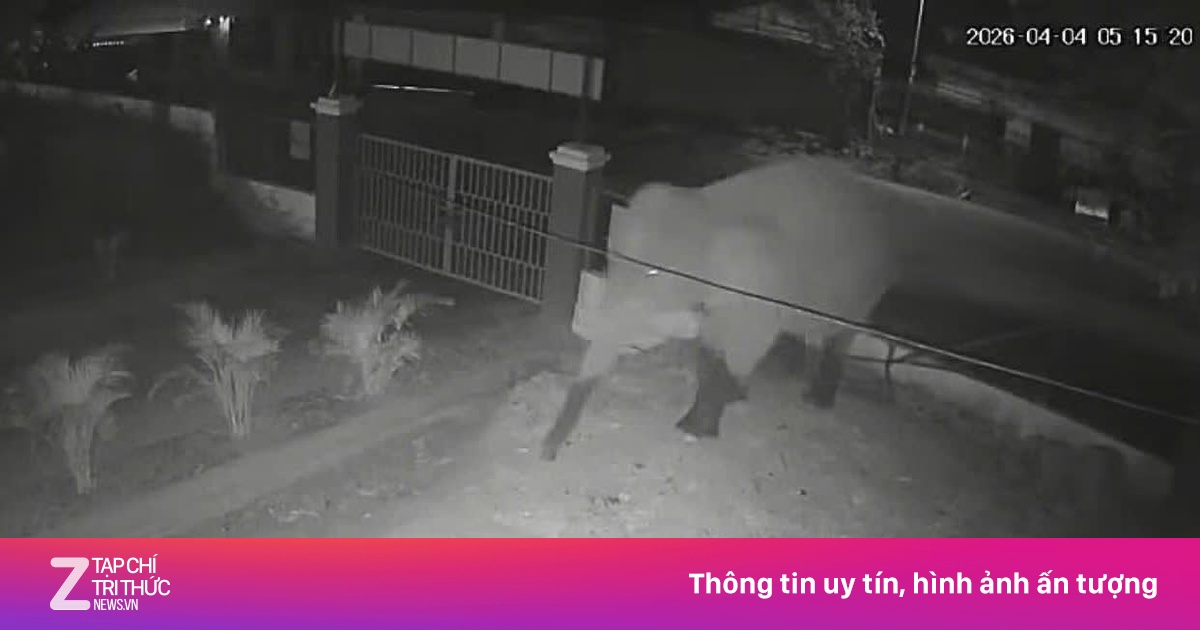 Voi rừng trưởng thành phá rào, xâm nhập trường bán trú ở Sơn La