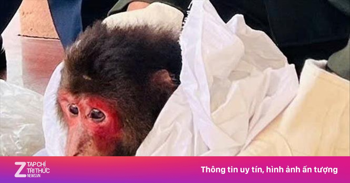 Tiếp nhận khỉ mặt đỏ nguy cấp, quý hiếm