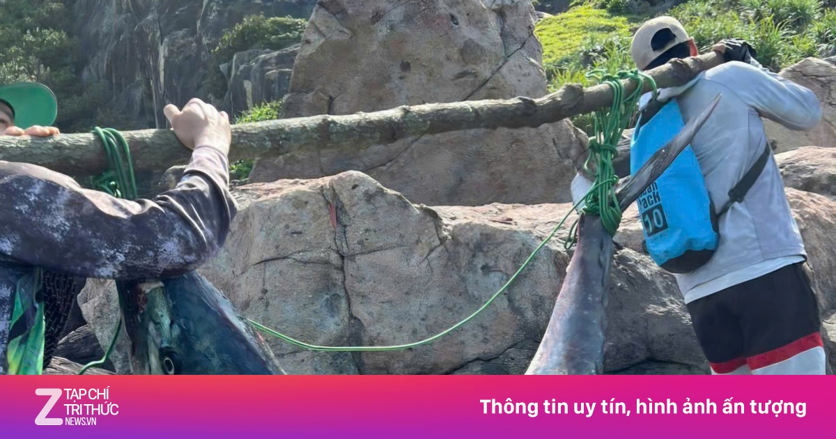 Câu được cá thu 'khổng lồ' dài 1,6 m ở bán đảo Sơn Trà