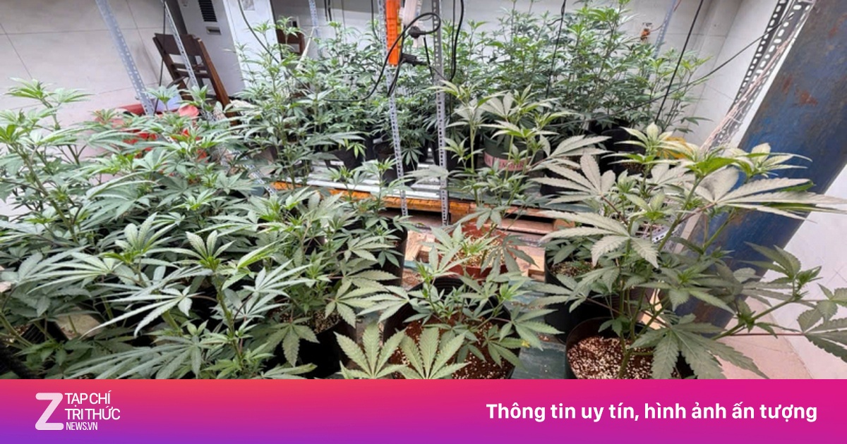 Khởi tố vụ trồng, tàng trữ, mua bán cần sa lớn nhất tại Đà Nẵng