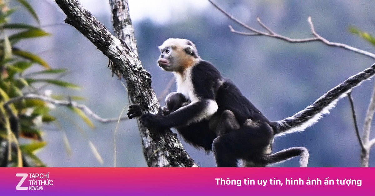 Loài voọc mũi hếch quý hiếm nhất thế giới tại Tuyên Quang