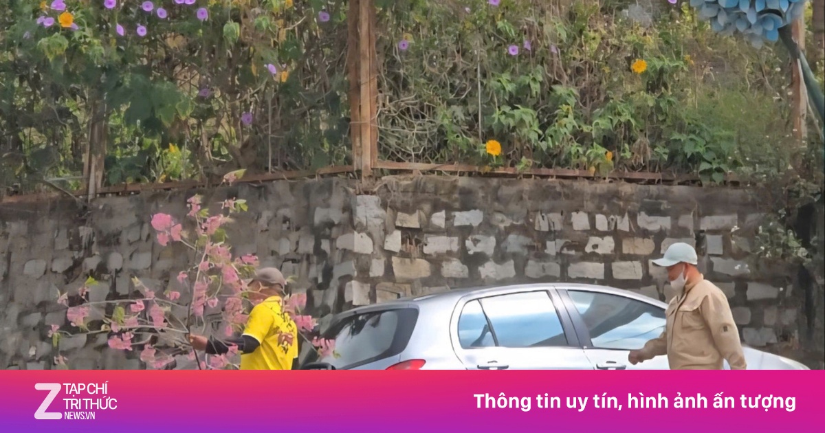 Người bẻ mai anh đào trong nhà công vụ ở Đà Lạt khai gì?