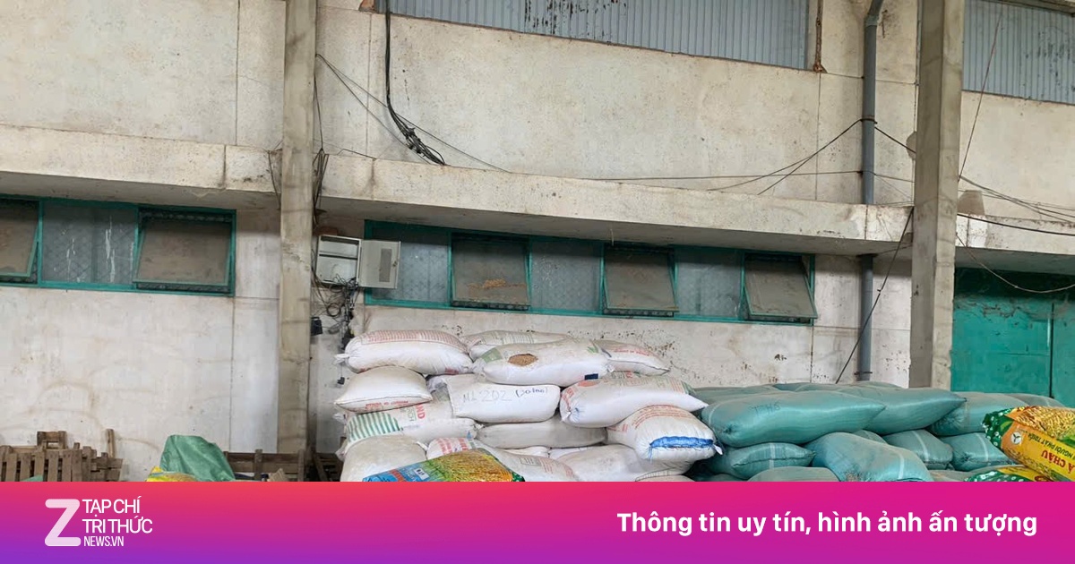 Bắt giám đốc công ty làm giả lúa giống cho gạo ngon nhất thế giới