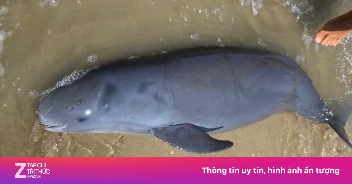 29 Tết, Cá Ông dạt vào bờ biển Vũng Tàu