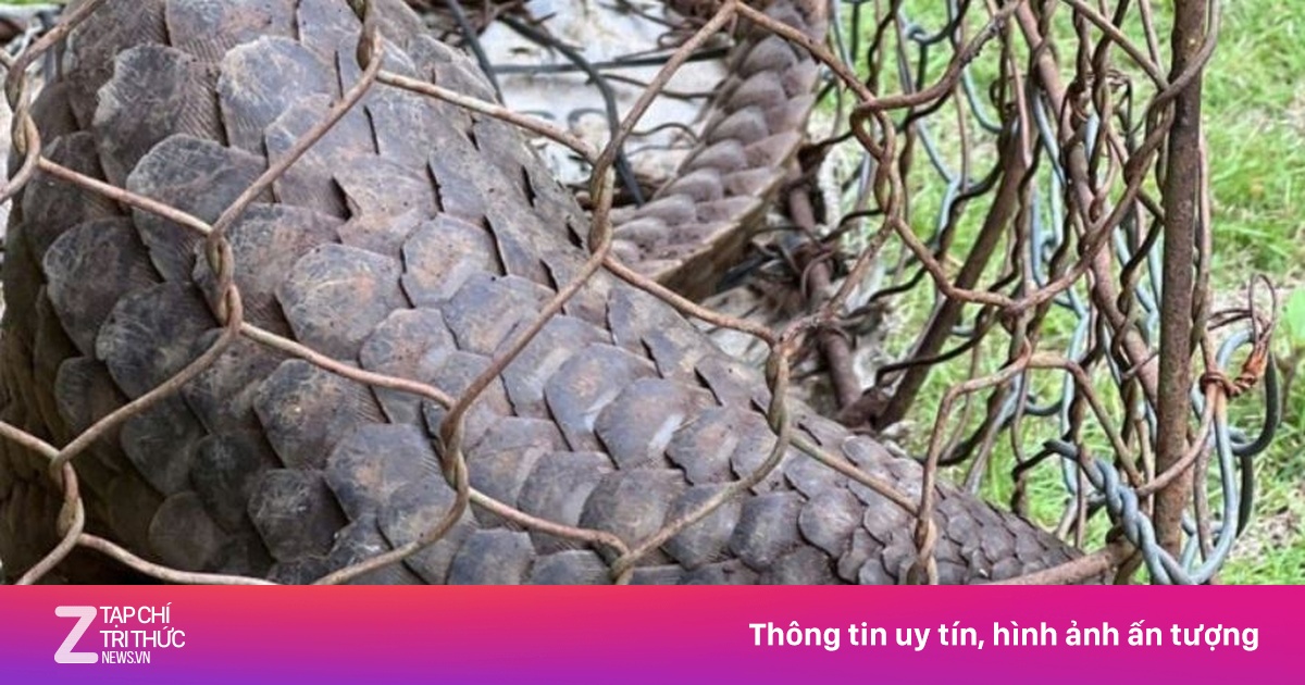Người dân Lâm Đồng tự nguyện giao nộp tê tê quý hiếm trong Sách Đỏ cho cơ quan chức năng