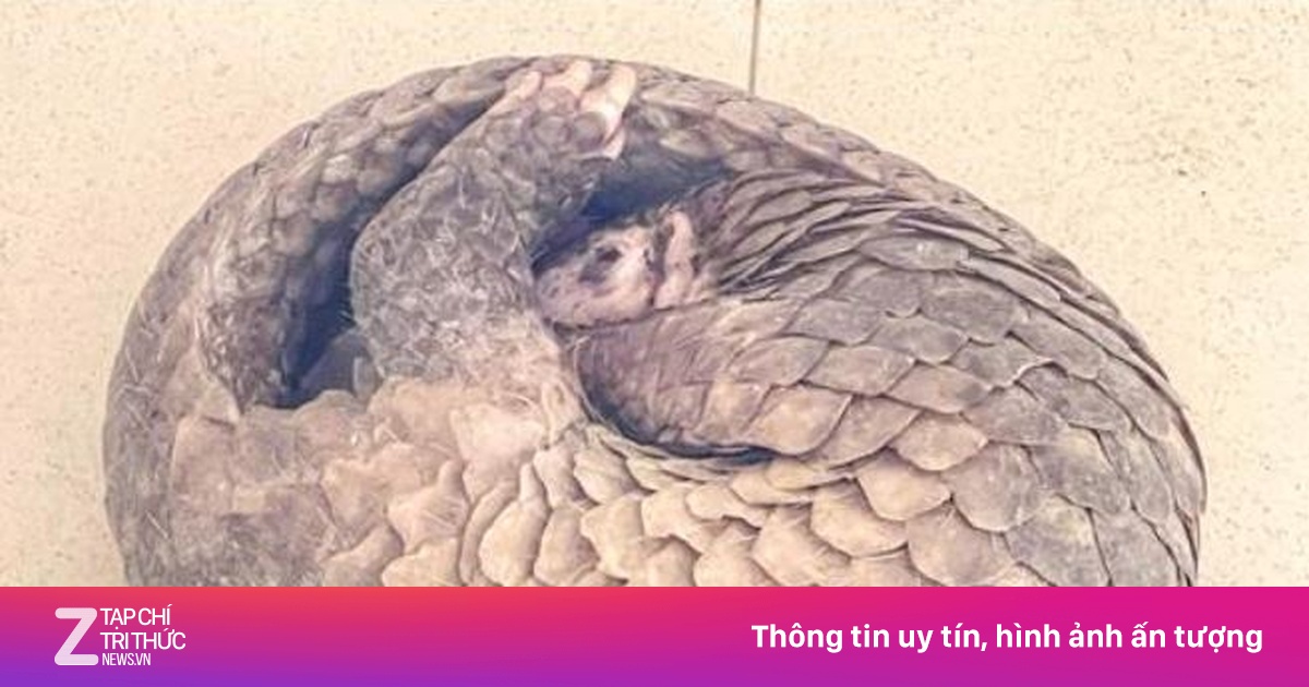 Tự nguyện giao nộp tê tê quý hiếm ở Cần Thơ