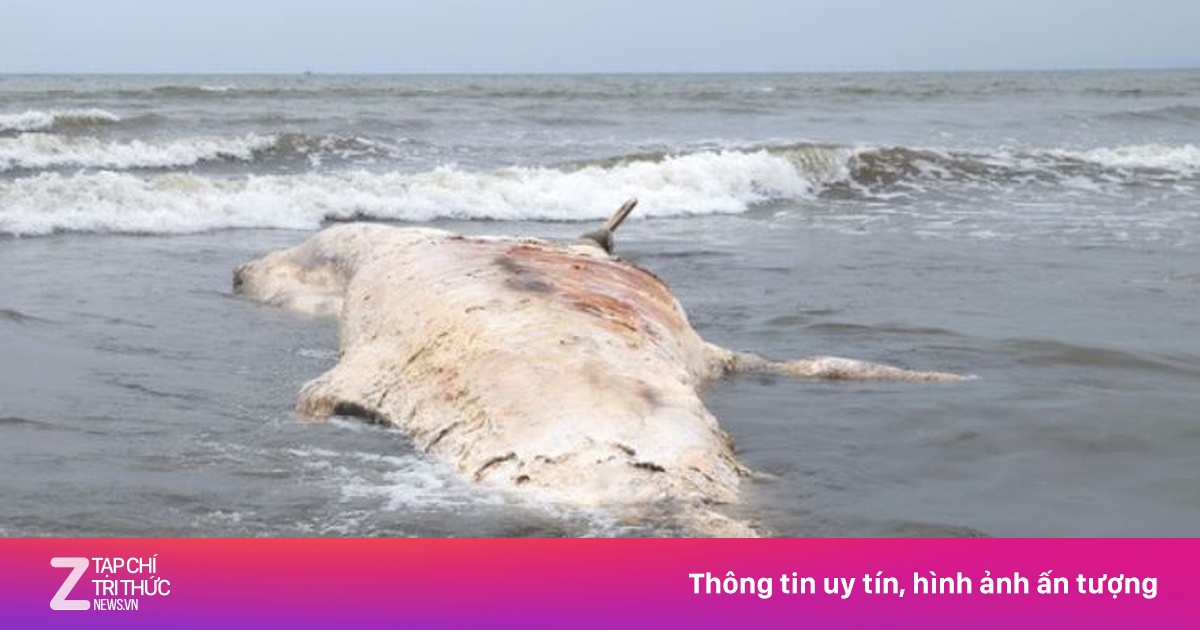 Xác cá voi nặng gần 7 tấn dạt vào bờ biển Nghệ An