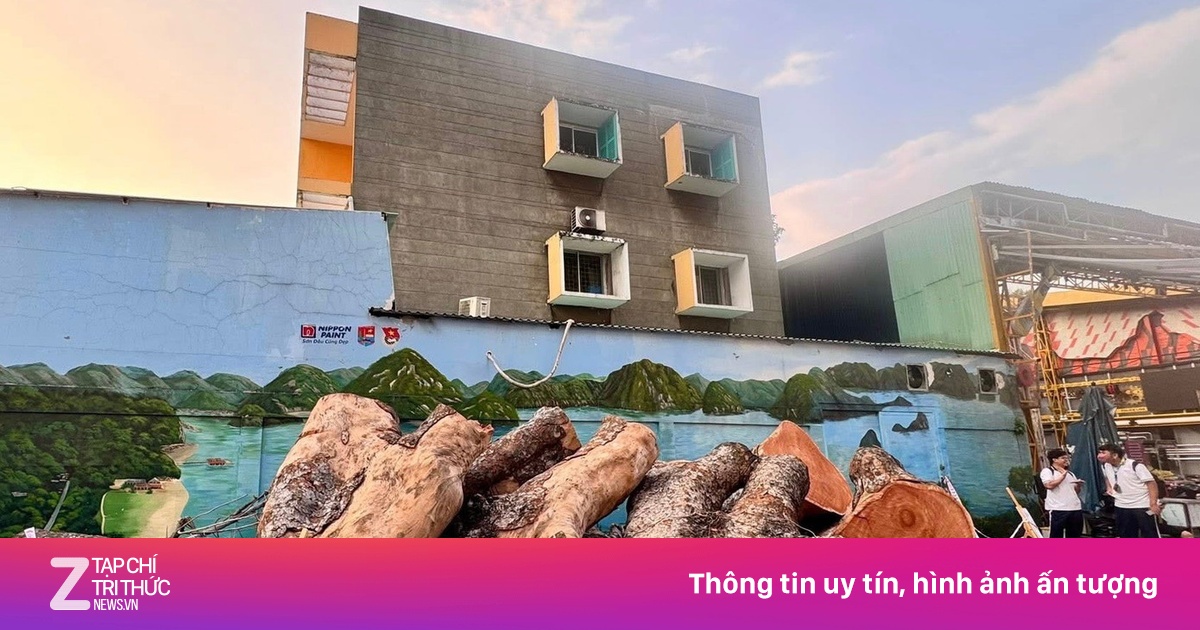 Trường học ở TP.HCM bán đấu giá một cây xà cừ, khởi điểm hơn 80 triệu
