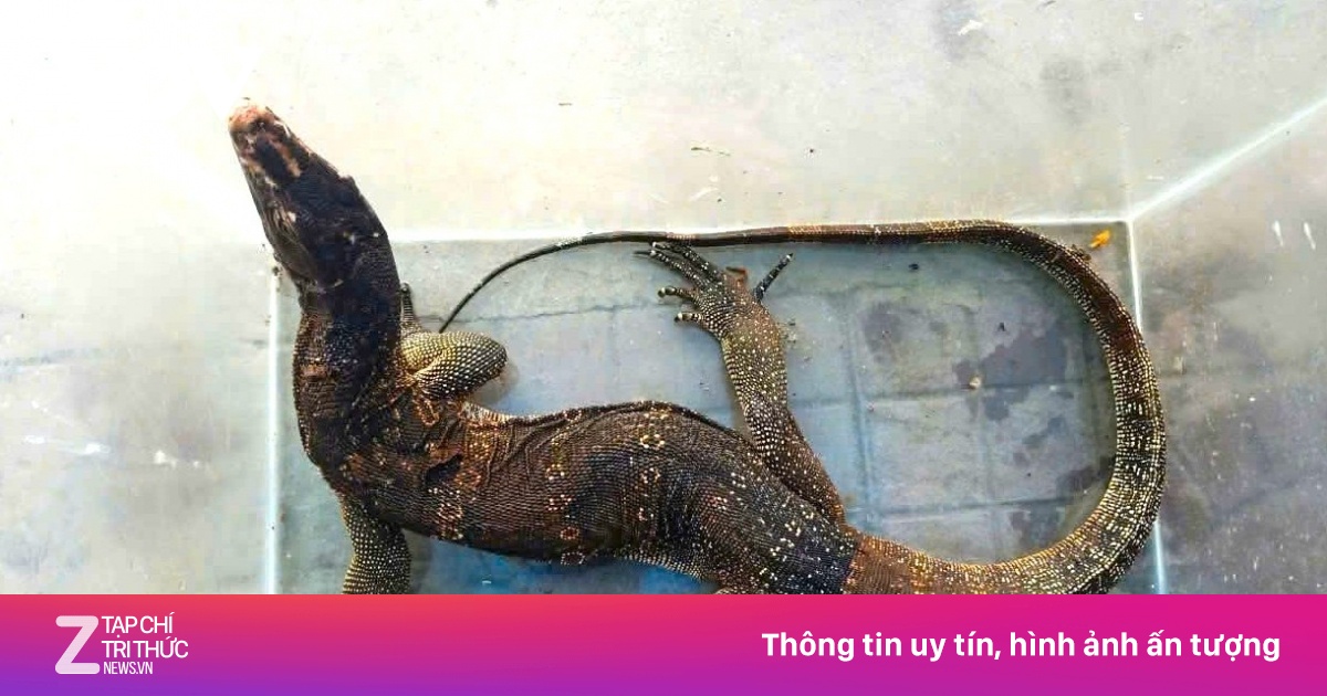 Kỳ Đà Hoa Quý Hiếm Bò Vào Phòng Ngủ Gia Đình Ở Cà Mau, Được Bàn Giao Tái Thả