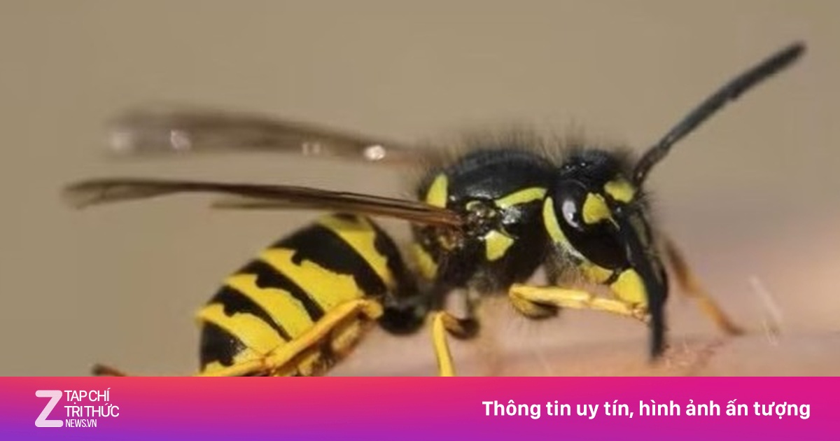 Ong đốt tử vong một nhân viên bảo vệ rừng ở Gia Lai trong lúc tuần tra