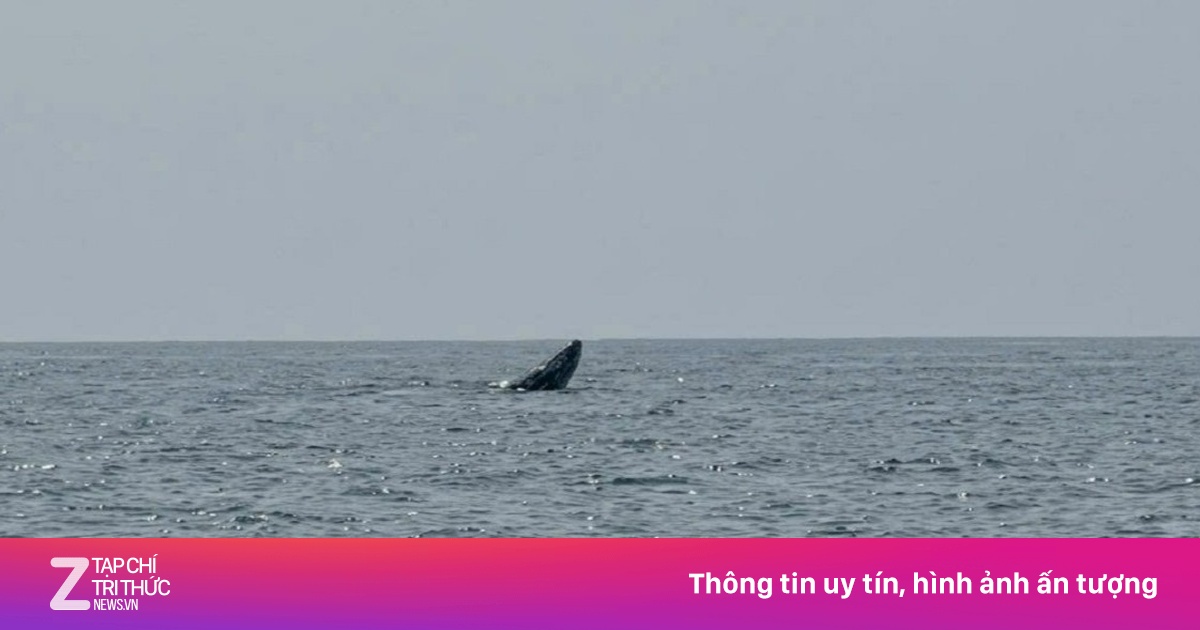 Cá voi lớn xuất hiện tại vùng biển Mũi Né, thu hút sự chú ý của người dân và du khách