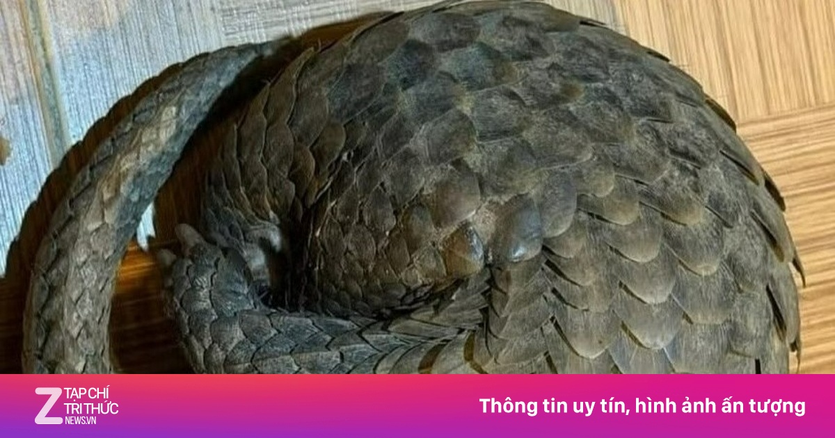 Tê Tê Quý Hiếm Bò Vào Tầng Hầm Quán Nhậu Ở Lâm Đồng, Chủ Quán Nhanh Chóng Trình Báo Kiểm Lâm