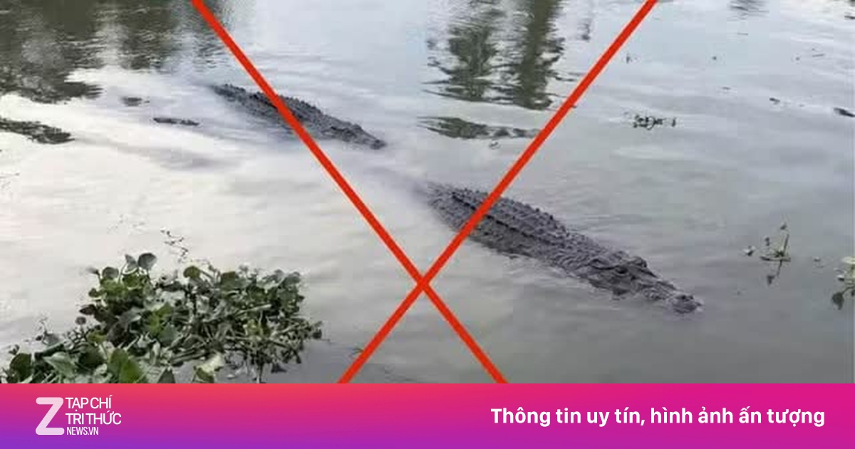 Hình ảnh 2 con cá sấu ở Vĩnh Long là ảnh do AI tạo dựng