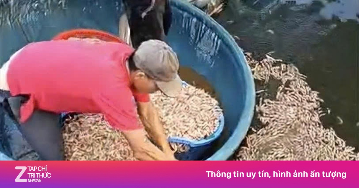 Công an điều tra vụ tôm chết hàng loạt, phát hiện thêm 8 túi đất đèn