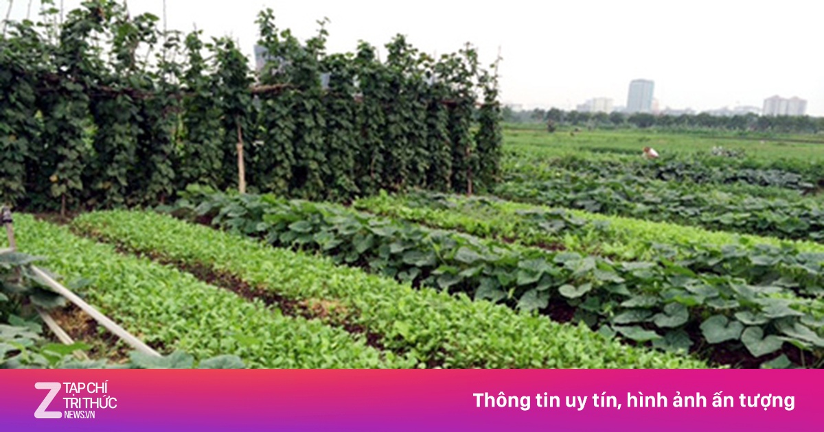 Bỏ việc thầu ruộng hoang trồng rau sạch - Kinh doanh - ZNEWS.VN